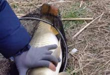 早春野钓鲤鱼全攻略，活跃在这几个地方，拉力很棒