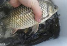 从4个突破点帮你冬天上大鲫鱼