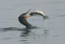 老钓友大谈连竿大板鲫秘诀