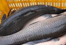 青鱼的钓点、钓具、用饵及溜鱼技巧