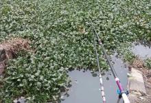 早春钓草洞浅谈，条件合适大鲫连竿，钓法详解