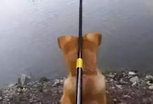 深冬野钓多窝走钓策略分享，真的可以让你爆护，需要一根长竿