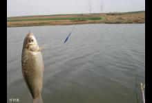 钓鲫鱼什么时候使用半水钓好