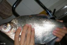 在水库钓鳊鱼的4个技巧