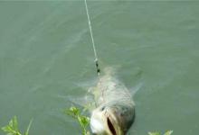 钓鲢鳙的钓位钓组饵料详细分析