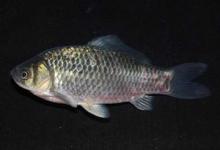 晚春钓鲫鱼，3个技巧助你爆护