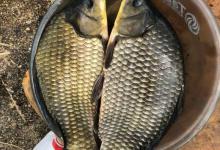 初夏钓大鲫鱼全攻略，已散盘，聚窝是关键