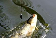 钓鲤鱼的钓位选择、饵料配置等技巧