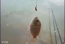 水库怎么钓大罗非？5个技巧可参考