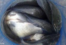 在深水垂钓鲫鱼的用饵技巧