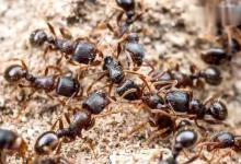 这物种正在祸害钓鱼人，由南向北入侵，轻则肿痒严重住院可防护