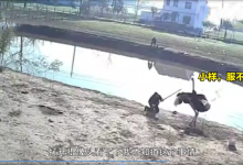 去钓鱼挨了一顿打，出手的是一只鸵鸟，找谁说理去？