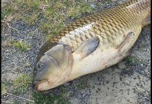 这款鲤鱼的秘制饵料，让你不停爆护