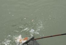 野钓如何钓到大鲤鱼？找准这两个地方