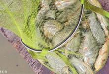 初秋钓鲫鱼的小技巧