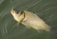 冬鲫要想钓得好，选漂调漂很重要