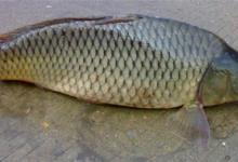 这样做肯定钓到大草鱼，草钓的秘密