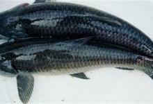 如何钓获大青鱼，看看大师怎么做