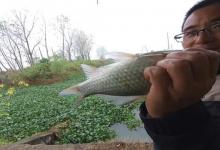 冬季野钓小河沟攻略，钓位特别重要，大鲫藏这几个地方