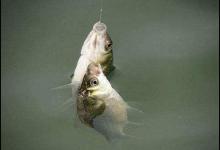 鲢鳙鱼低温作钓有哪些技巧？