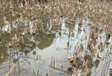 冬季野钓黄金钓点：藕池，大鲫多易爆护，技巧攻略分享