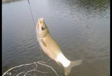 夏季钓鲢鳙的渔具、饵料及抛竿技巧