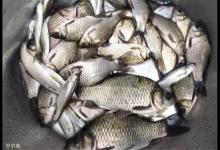 老钓鱼人分享秋季钓鲫鱼的技巧