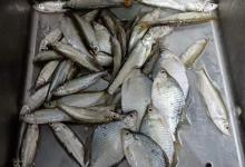 冬季野钓小鱼攻略，个头不大但美味，馋哭隔壁小孩