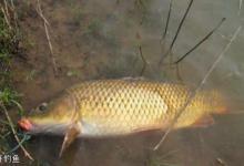 夏季垂钓鲤鱼的4个钓法技巧