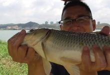 浅谈江河野钓的窗口期，抓住爆护只需一小时