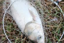 初夏野钓鲢鳙攻略，流水深水都可钓（超长文详解）