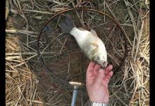 夏天钓鲫鱼，什么时候钓离底什么时候钓半水？