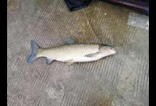 为大钩粗线正名！用好了渔获大又多，上手容易但嘲讽多