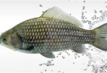 钓鲫鱼鲤鱼罗非鱼等的入门必知技巧