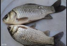 大青鱼选钓位与做鱼窝的方法