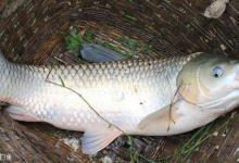 春钓草鱼的4个精髓技巧提醒