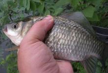 鲫鱼总是不咬钩？可以这样解决