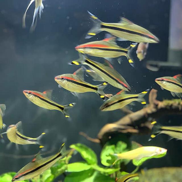 能群游的观赏鱼推荐