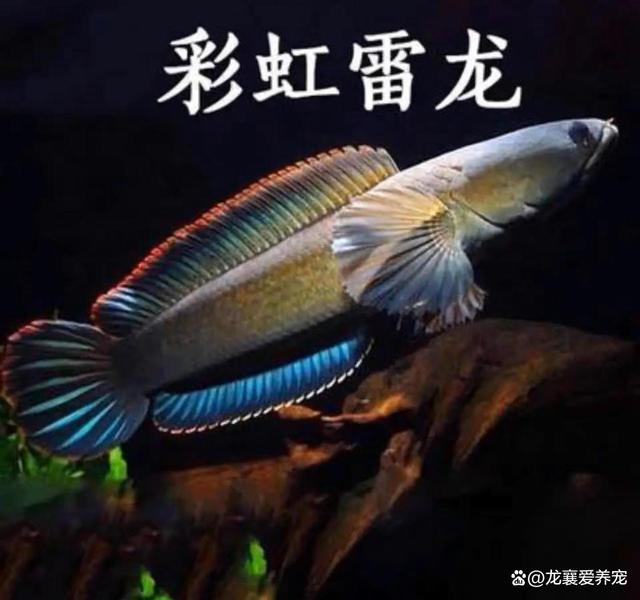 雷龙鱼大全之常见小型雷龙_养殖技术_爱钓鱼