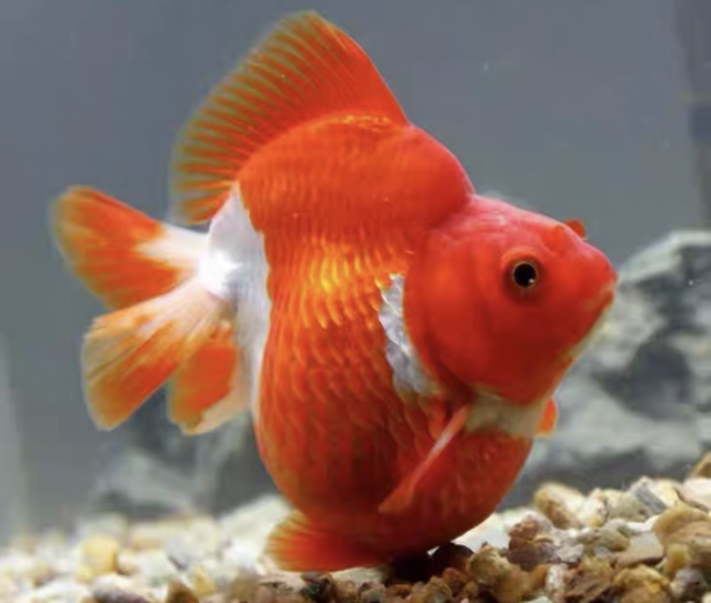 金鱼都有哪些品种 看完你就会分辨金鱼的种类了