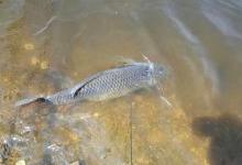 初夏钓鲫鱼的处置杂鱼和选饵技巧