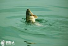 秋钓鲤鱼的四个实用技巧分享