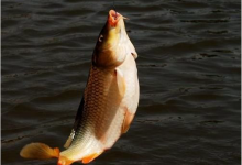 鲤鱼习性及介绍春季鲤鱼常用饵料