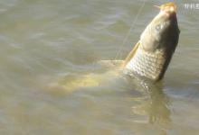 春季水库钓鲤鱼的技巧（选位、做窝、施钓）