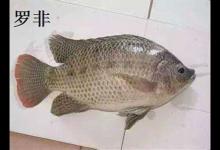 从饵料、钓法、时间3个方面谈谈钓罗非鱼方法