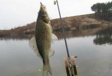 高手初冬季爽钓鲫鱼经验分享