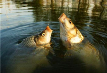 让你钓鱼钓到手抽筋！春季钓鲫鱼技巧大全