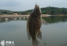 夏末钓罗非鱼的用饵选位技巧及钓法