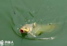 钓友分享的五个实战钓鲤鱼技巧