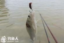 春季钓鲫鱼小诀窍，忘带窝料不要紧